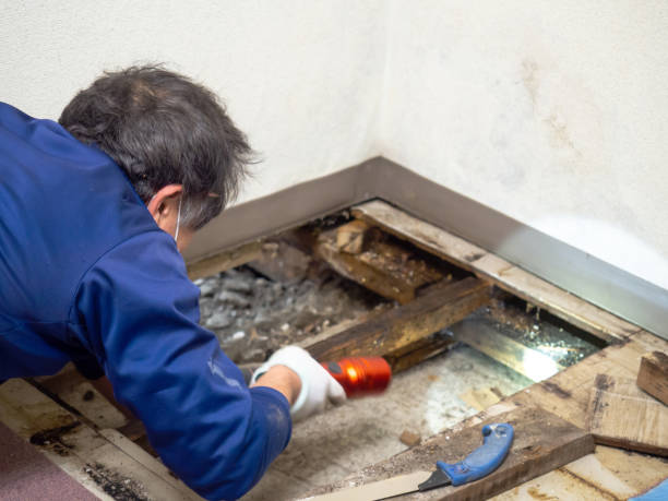 Best Same-Day Mold Removal  in Lawnside, NJ