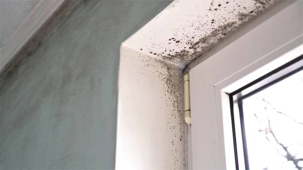 Best Mold Testing  in Lawnside, NJ