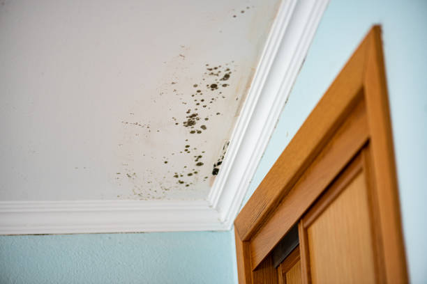 Best Attic Mold Removal  in Lawnside, NJ