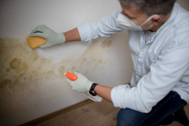 Best Mold Cleaning Services  in Lawnside, NJ