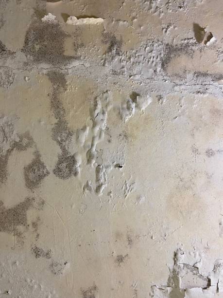 Best Mold Remediation  in Lawnside, NJ