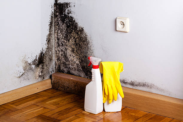 Best Mold Remediation Experts  in Lawnside, NJ