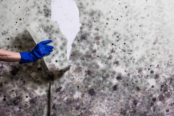 Best Certified Mold Removal  in Lawnside, NJ